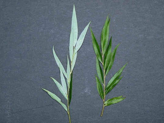 {Salix babylonica}